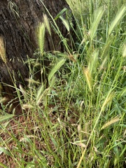 Hordeum