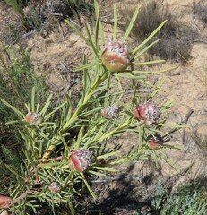 Leucadendron brunioides brunioides