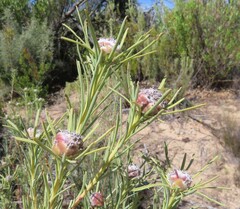 Leucadendron brunioides brunioides