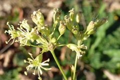 Silene otites