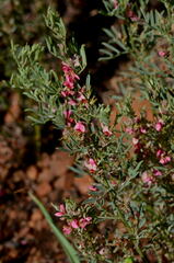 Indigofera hilaris