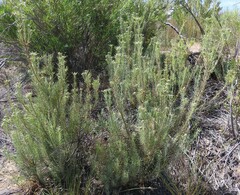 Leucadendron brunioides brunioides