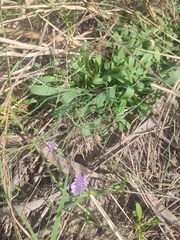 Limonium ramosissimum