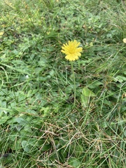 Pilosella officinarum