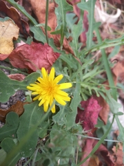 Sonchus tenerrimus