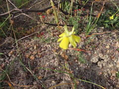 Moraea bituminosa