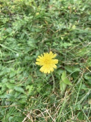 Pilosella officinarum