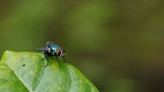 Lucilia coeruleiviridis
