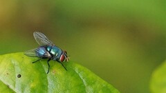 Lucilia coeruleiviridis