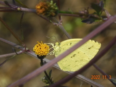 Eurema mandarina