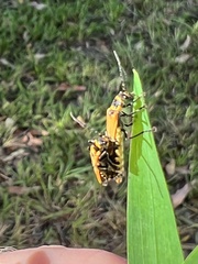 Chauliognathus flavipennis