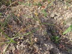 Moraea bituminosa
