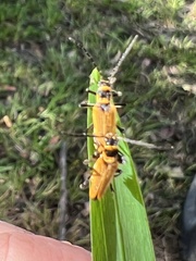 Chauliognathus flavipennis