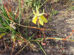 Moraea bituminosa