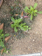Oxalis corniculata