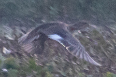 Mareca strepera