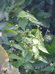 Galinsoga quadriradiata