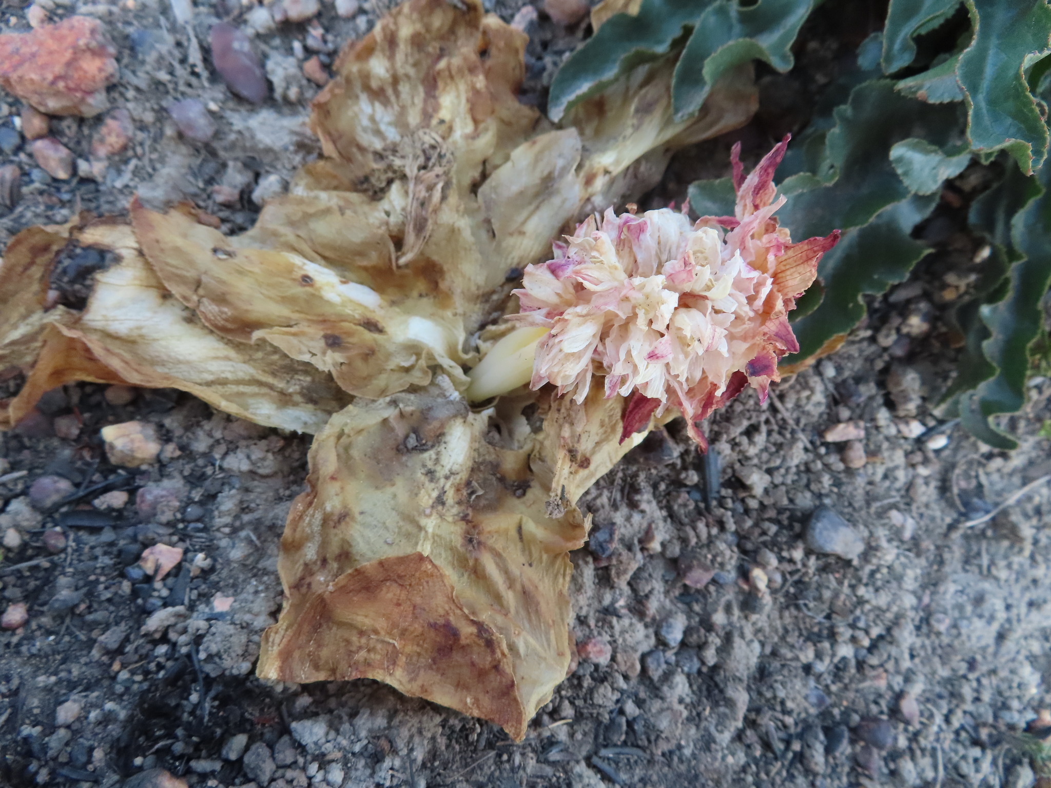 Eucomis regia