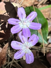 Tripladenia cunninghamii
