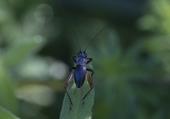 Trigonidium cicindeloides