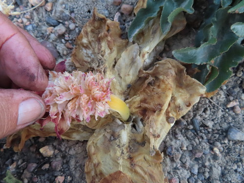 Eucomis regia
