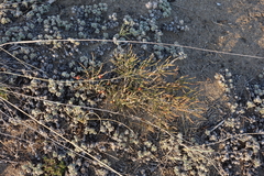 Ephedra regeliana