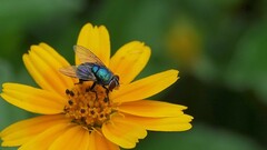 Lucilia coeruleiviridis