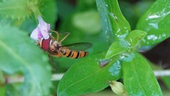 Episyrphus