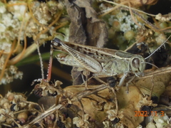 Shirakiacris shirakii