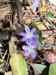 Tripladenia cunninghamii
