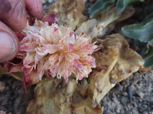 Eucomis regia