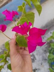 Bougainvillea