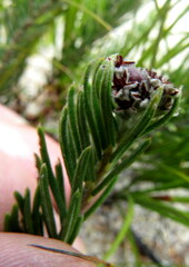 Phylica imberbis