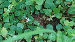 Episyrphus