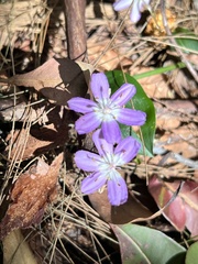 Tripladenia cunninghamii