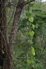 Aristolochia littoralis