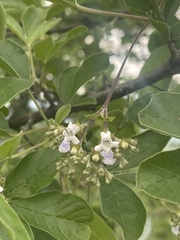 Vitex obovata