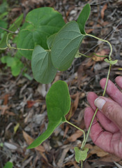 Aristolochia littoralis