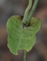 Aristolochia littoralis