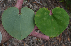 Aristolochia littoralis