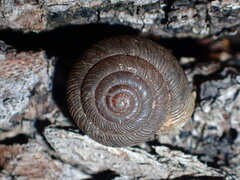 Triodopsis