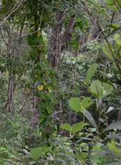 Aristolochia littoralis