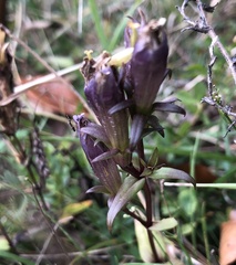 Gentianella germanica