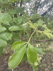 Vitex obovata