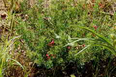 Indigofera comosa