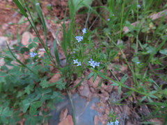 Sherardia arvensis