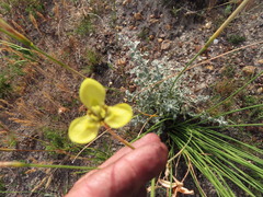 Moraea bellendenii