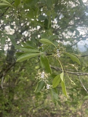 Vitex obovata