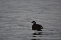 Poliocephalus rufopectus