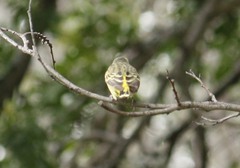Crithagra mozambica